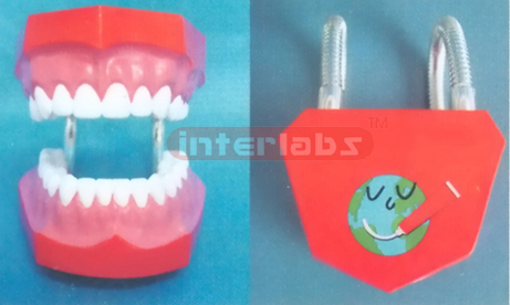 ADVANCED MIDDLE LITTLE DENTAL CARE MODEL